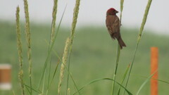 Carpodacus erythrinus grebnitskii