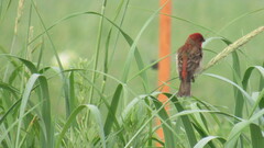 Carpodacus erythrinus grebnitskii