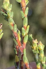 Diosma passerinoides