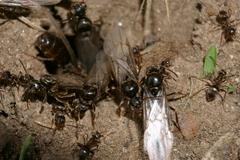 Lasius
