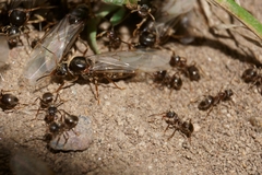 Lasius