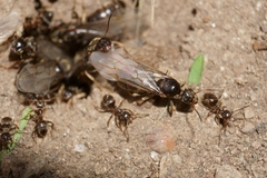 Lasius