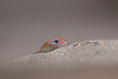 Eutropis macularia