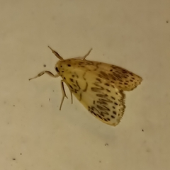 Pseudobarsine bombdilensis