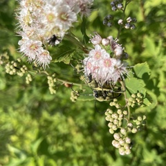 Lepturobosca chrysocoma
