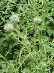Cirsium vulgare