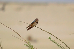 Hirundo rustica