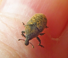 Larinus obtusus