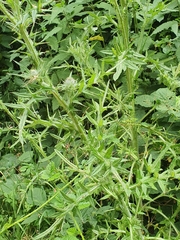 Cirsium vulgare