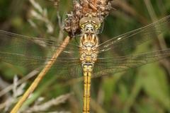Sympetrum vulgatum