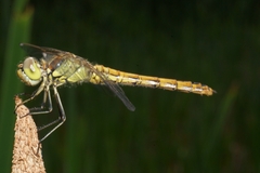 Sympetrum vulgatum