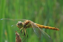 Sympetrum vulgatum