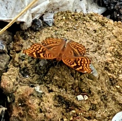 Junonia chorimene