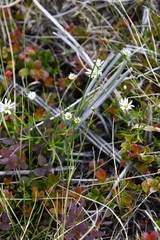 Stellaria peduncularis