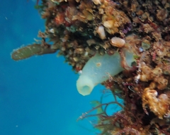 Phlebobranchia