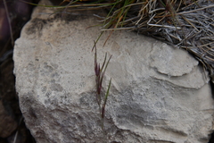 Festuca viviparoidea