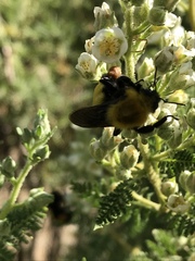 Bombus morrisoni