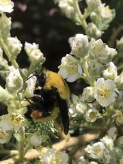 Bombus morrisoni