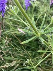 Agriphila straminella