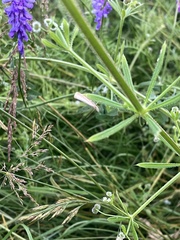 Agriphila straminella
