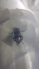 Nicrophorus sayi