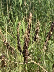 Isatis costata