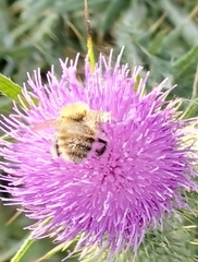 Bombus humilis