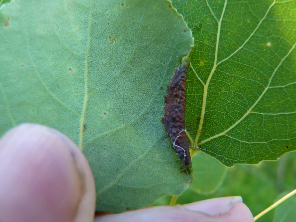 Euura popuella