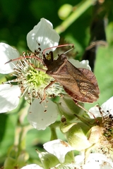 Coreus marginatus