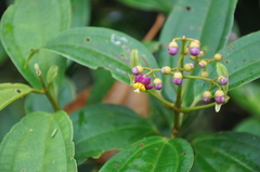 Miconia loreyoides