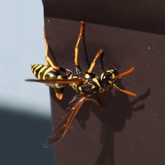 Polistes dominula