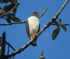Leucopternis semiplumbeus