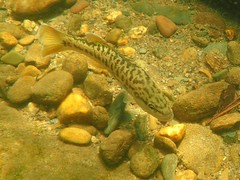 Micropterus coosae