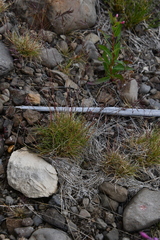 Festuca viviparoidea