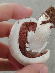 Agaricus bitorquis