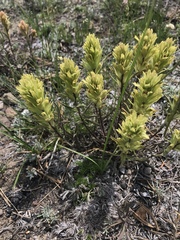 Castilleja lutescens