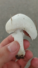 Agaricus bitorquis