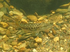 Micropterus coosae