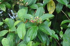 Miconia loreyoides
