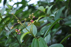 Miconia loreyoides
