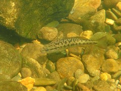 Micropterus coosae