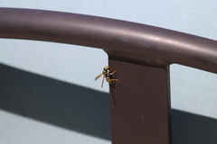 Polistes dominula