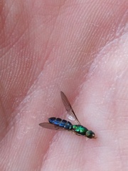 Merosargus caeruleifrons