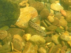 Micropterus coosae