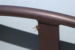 Polistes dominula
