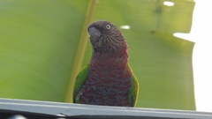 Deroptyus accipitrinus