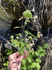 Collomia grandiflora