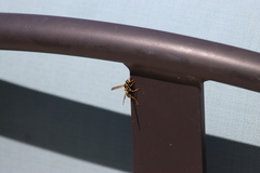 Polistes dominula