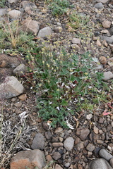 Potentilla × prostrata