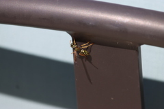Polistes dominula